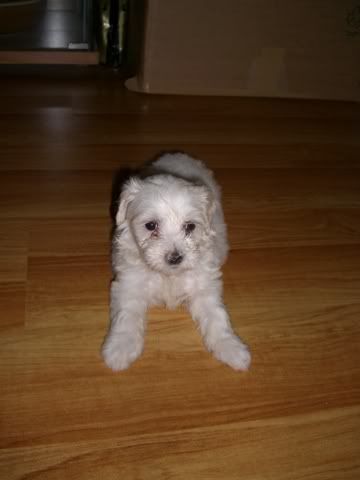 Princess Yuki