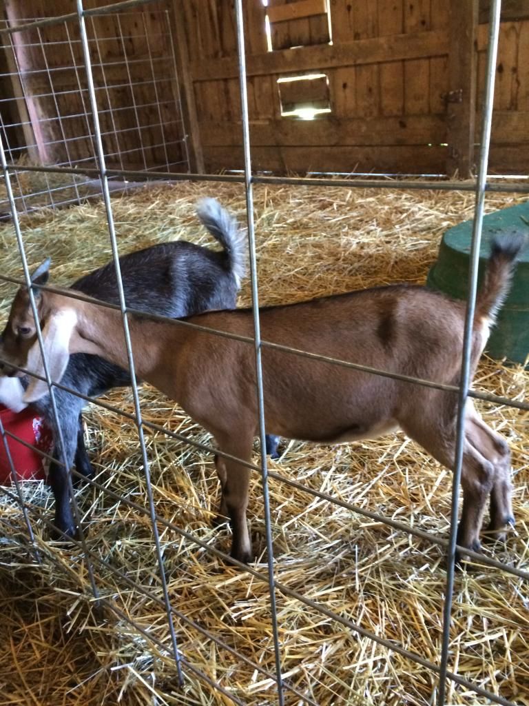 Our new goats - Goats