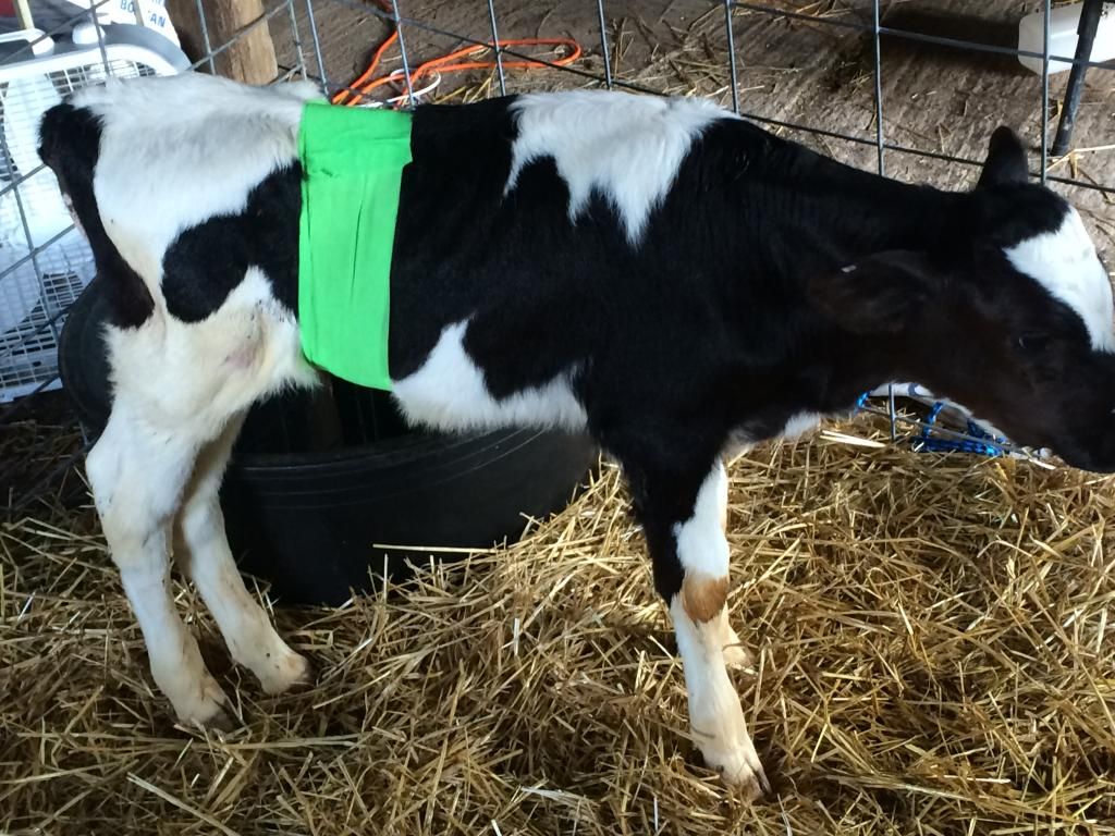 Not a happy cow - Cattle