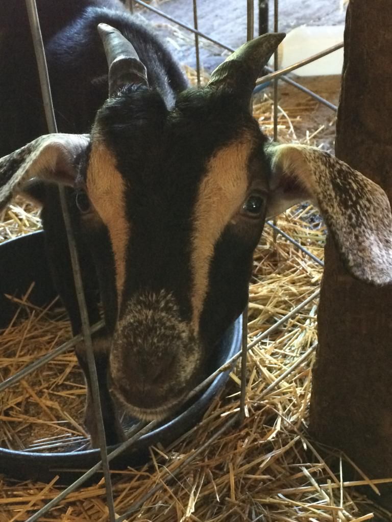 Our new goats - Goats