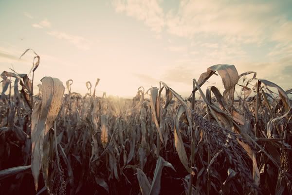 Field2