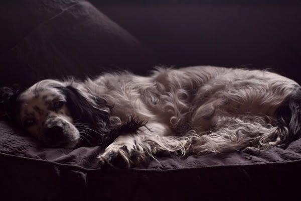 Sleeping dogs