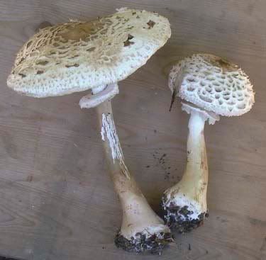 The Green Living Forum View Topic Parasol Mushroom Recipe