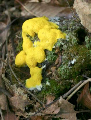 yellowfungus1A.jpg