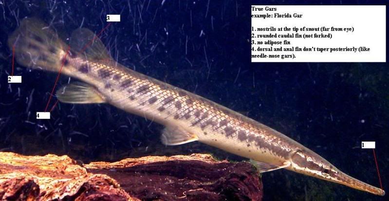 species of gar