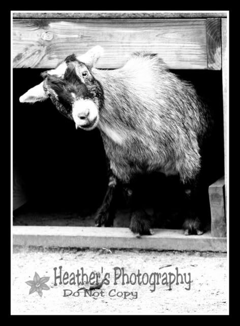 IMAGE: http://i71.photobucket.com/albums/i124/Angelmommie2005/Goat.jpg