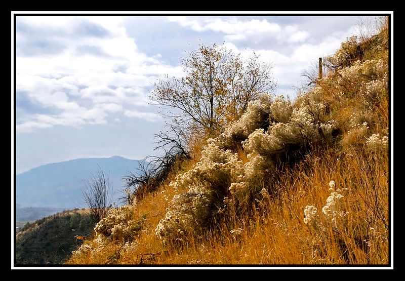 IMAGE: http://i71.photobucket.com/albums/i124/Angelmommie2005/IMG_8298-1.jpg