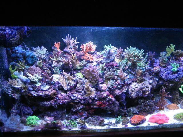 reef tank pictures