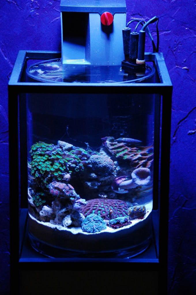 Advice On 3 5 Gallon Pico Build Reef Central Online Community