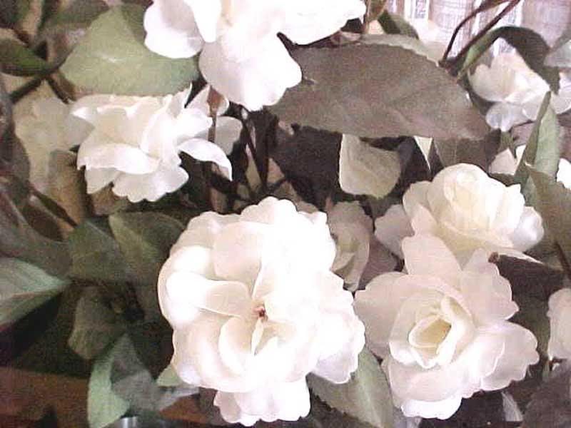 Photo Sharing and Video Hosting at Photobucket