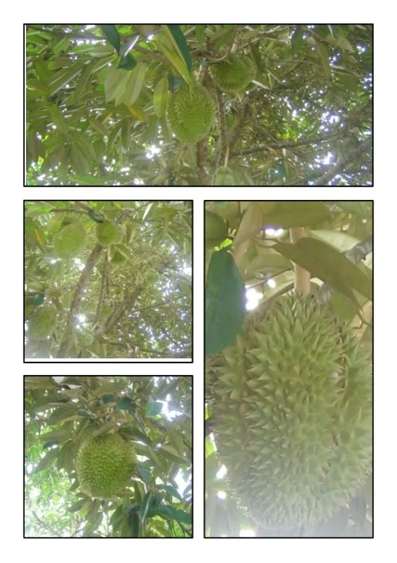 durians3.jpg picture by raymondlee06