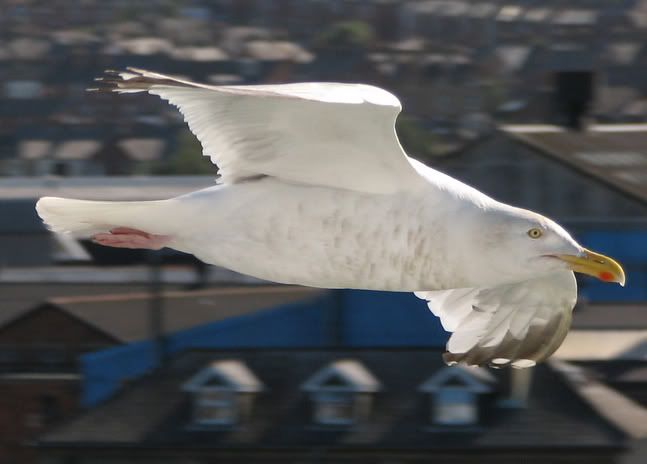IMAGE: http://i71.photobucket.com/albums/i130/UJCCPhotos/misc/seagull.jpg