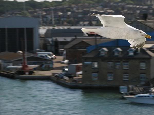 IMAGE: http://i71.photobucket.com/albums/i130/UJCCPhotos/misc/tn_seagullfull.jpg