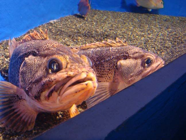 Fat Fish