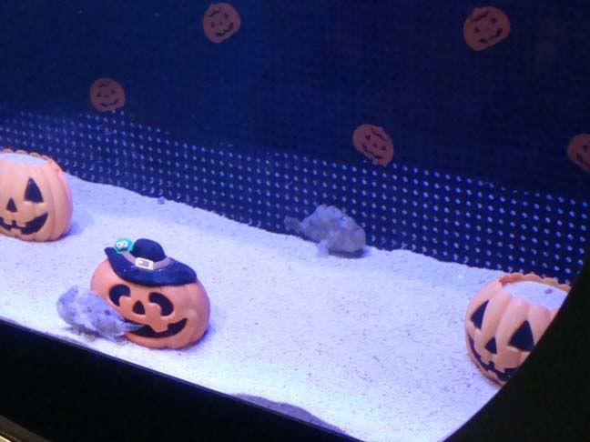 Halloween fish