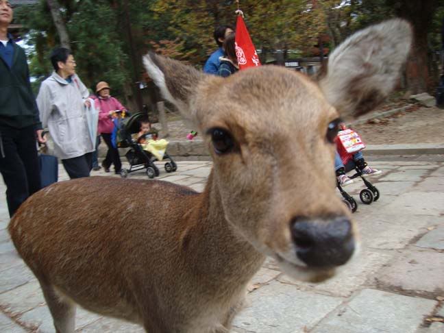 Nara Deer