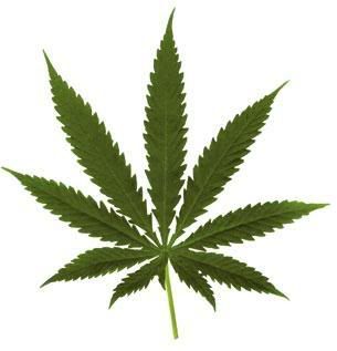 marijuana leaf Pictures, Images and Photos