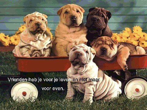 vrienden11nu7.gif picture by willeke64