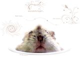 hamster wallpaper