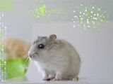 hamster wallpaper