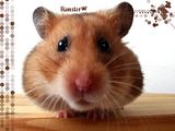 hamster wallpaper