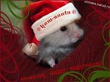 hamster poctcard