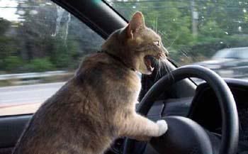 cat_driving.jpg