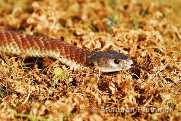 Mainland Tiger Snake (Notechis scutatus)