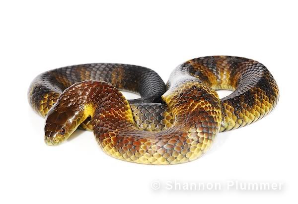 Mainland Tiger Snake (Notechis scutatus)