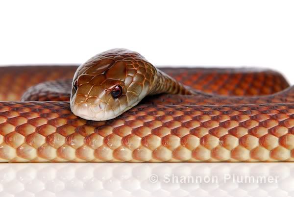 Mulga Snake