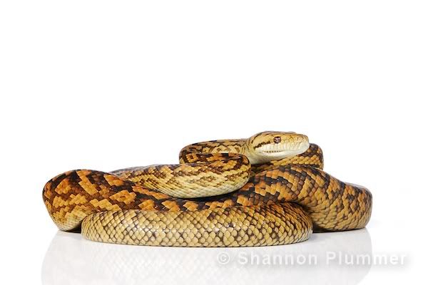 scrub python