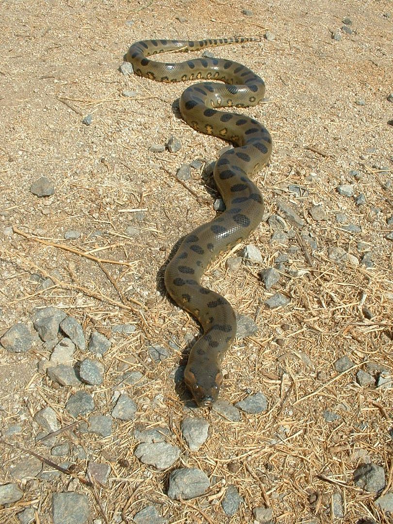 Green Anaconda Images