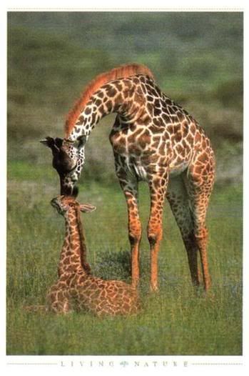 GiraffeMom&amp;Baby Pictures, Images and Photos