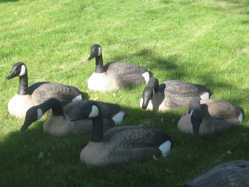 Goose Decoys and Pintail Floaters… Need to sell ASAP!!! | Iowa Water