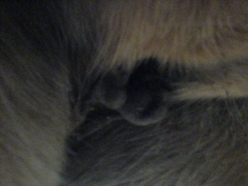 Swollen Teat In Mare? Pic New Rider Forum