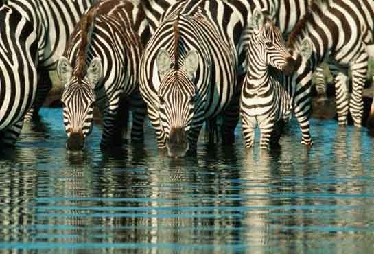 zebras Pictures, Images and Photos