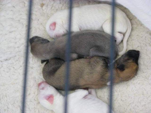 Puppies_at_2_days_old_021.jpg