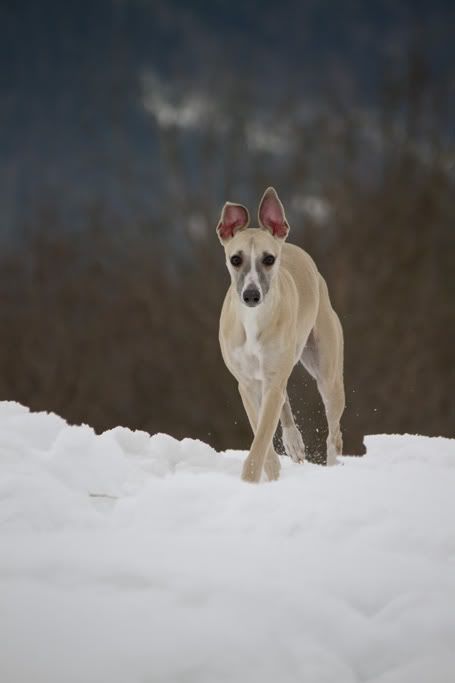 20110202_HundeparkenTur1_6856.jpg