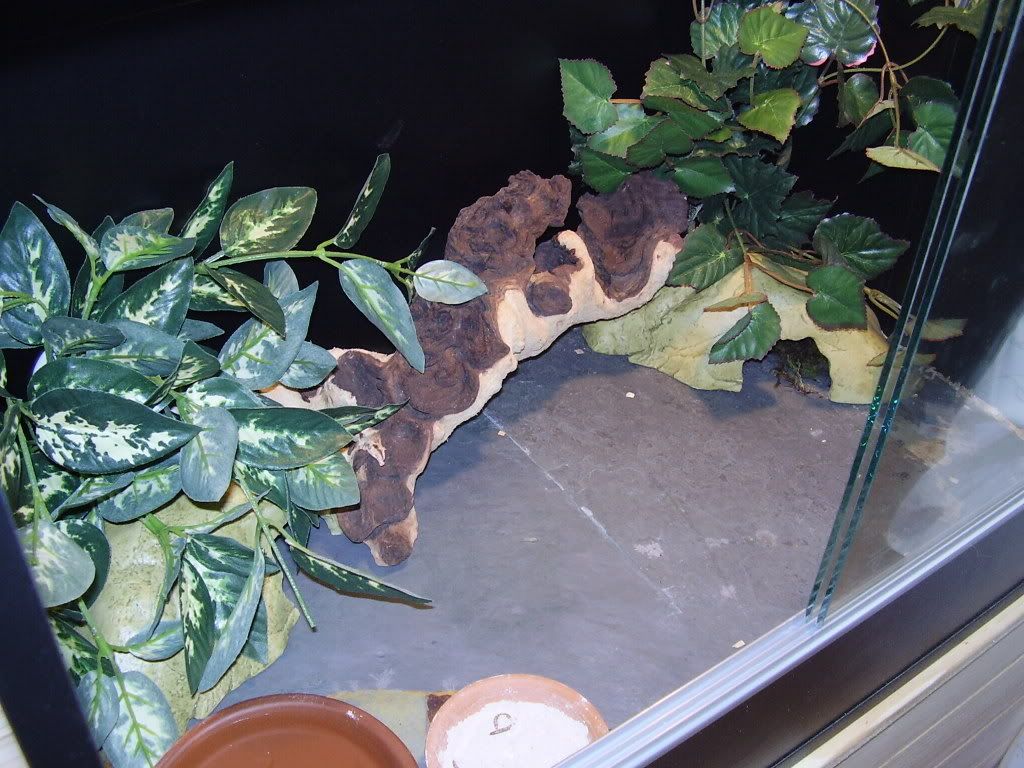 Is this okay Reptile Forums