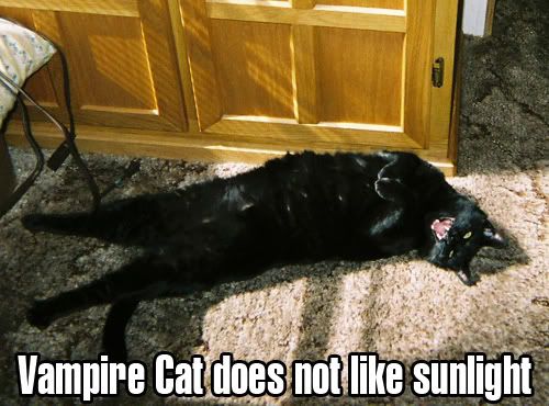 VampireCatSunlight.jpg