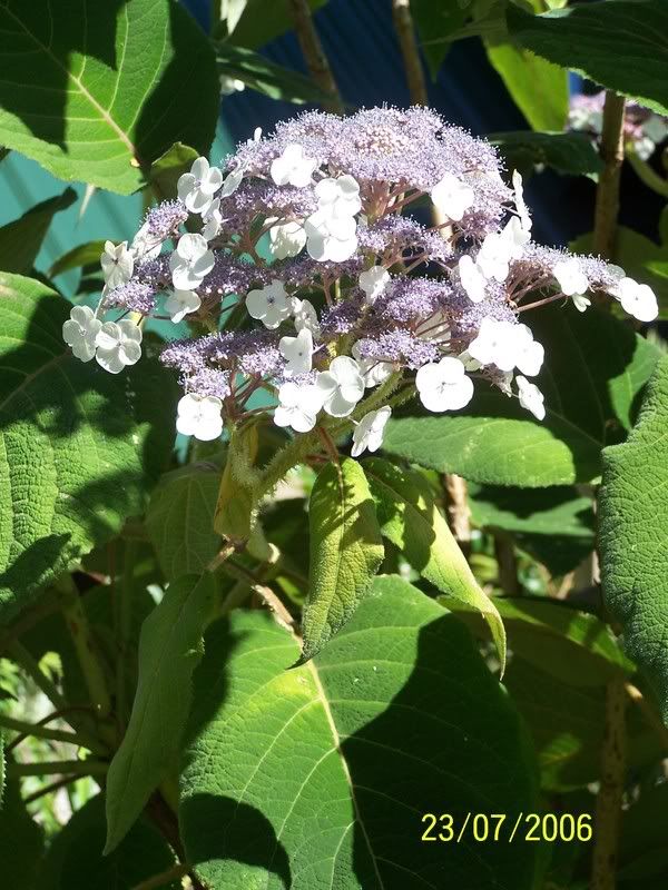 Hydrangea Sargentiana