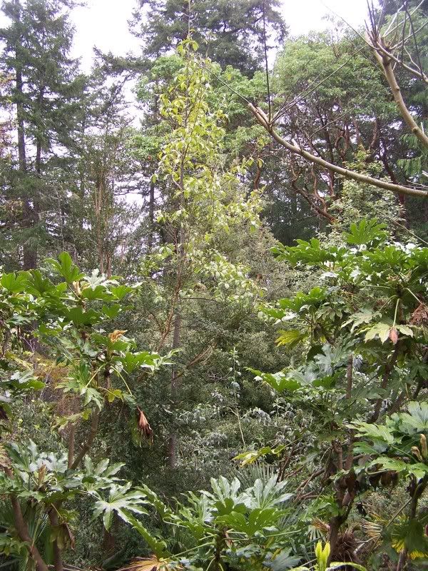 Grevillea Lavandulacea Penola