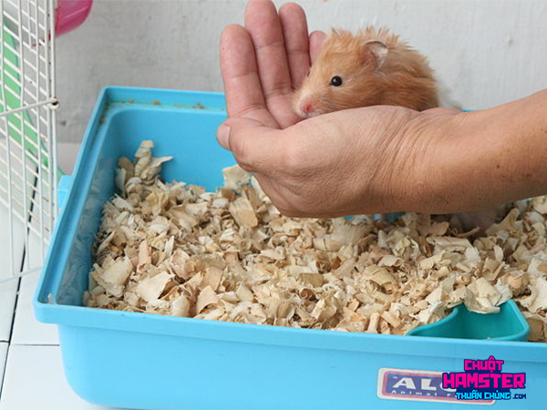 Cửa hàng cung cấp Hamster thuần chủng và các loại lồng nuôi, thức ăn, và phụ kiện đồ chơi đa dạng phong phú cho Hamster với giá hợp lý và chất lượng cao.