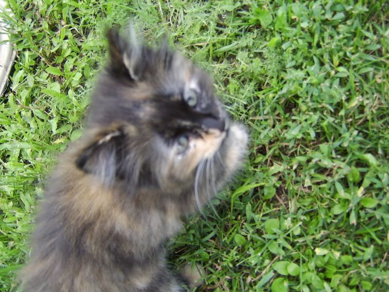 How to post pics.... - Computer Questions