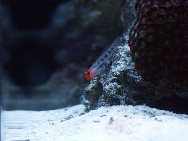 Red Head Goby