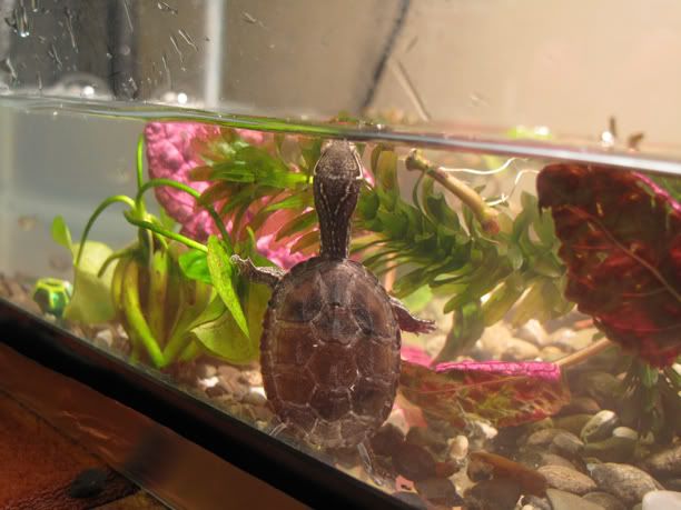 New Stinkpot Musk Turtle Owner Need Tank Design Setup Ideas