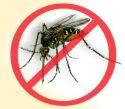 Mosquito-Dengue.jpg