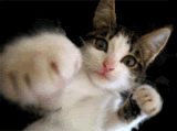 kitty.gif