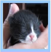 http://i71.photobucket.com/albums/i152/Marielle98/katertje.jpg