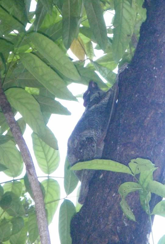 P3040067colugo.jpg